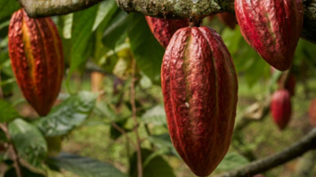 Cacao AN