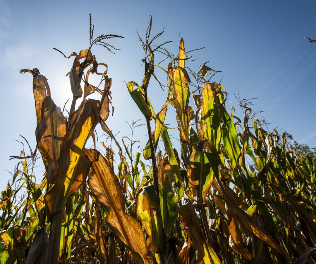 Maíz en Sudáfrica