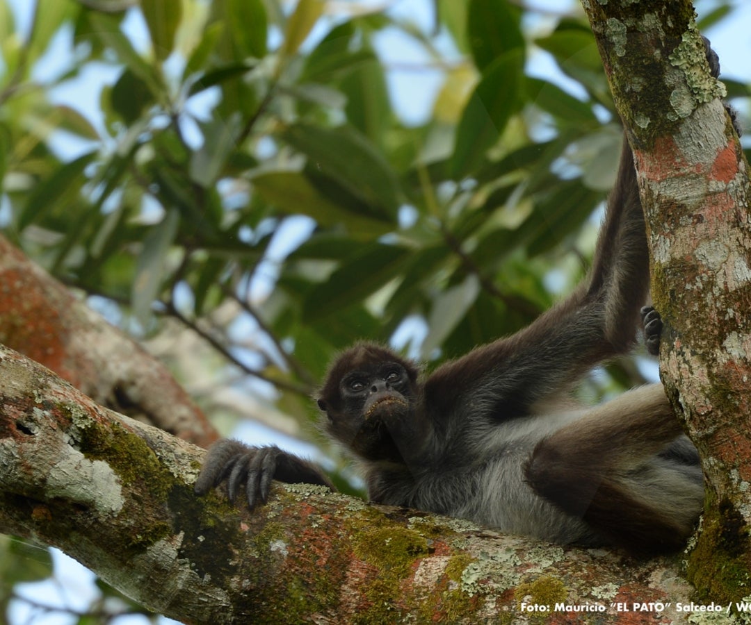 Marimonda del Magdalena