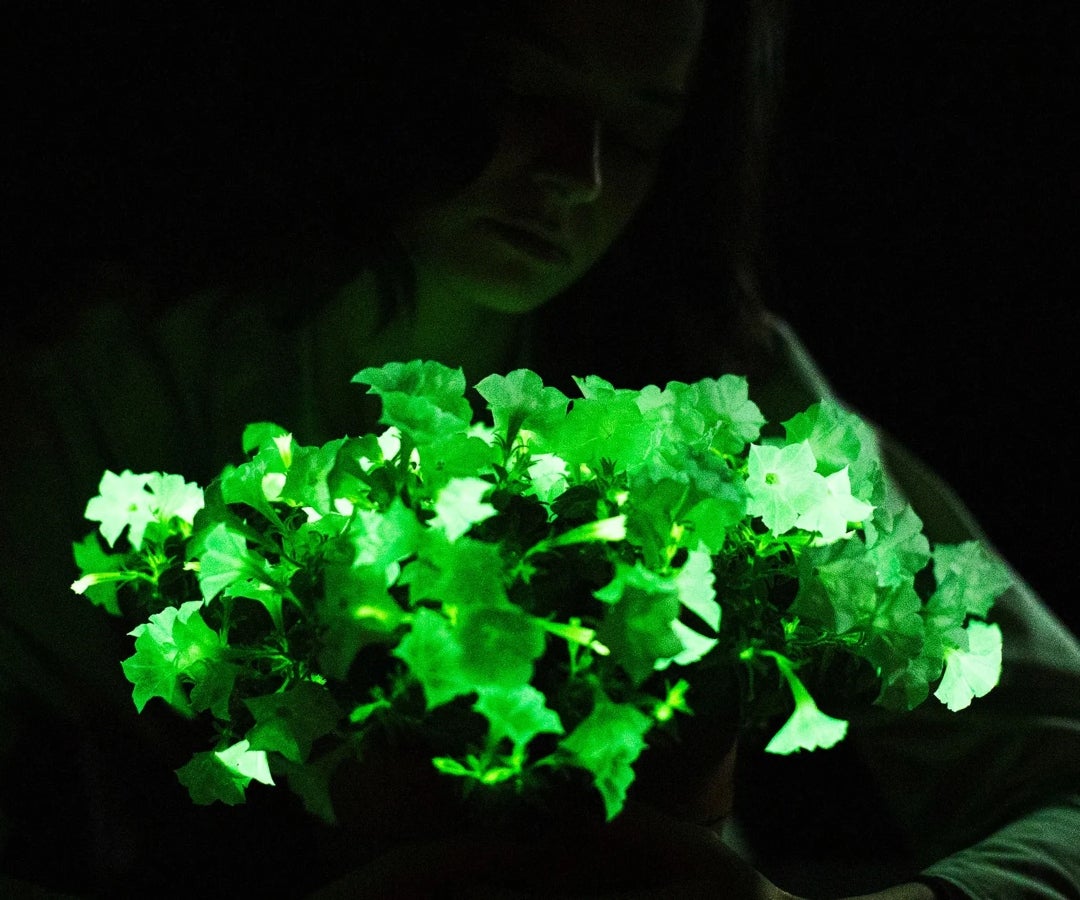 Petunias fluorescentes