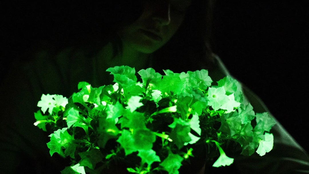 Petunias fluorescentes