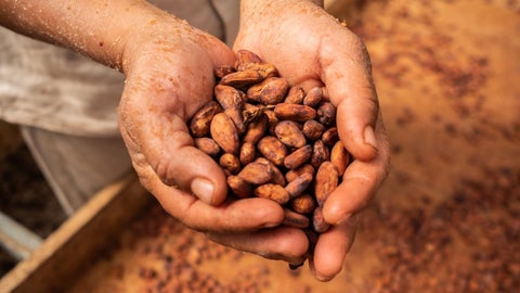 Granos de cacao