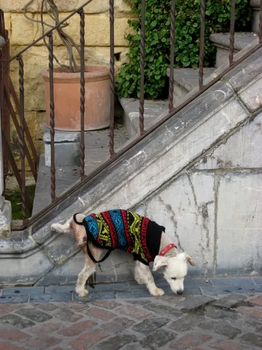 cómo evitar que los perros orinen en tu césped