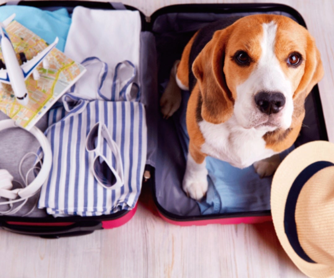 Viaje con mascotas LR