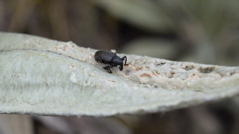 Escarabajo en frailejones
