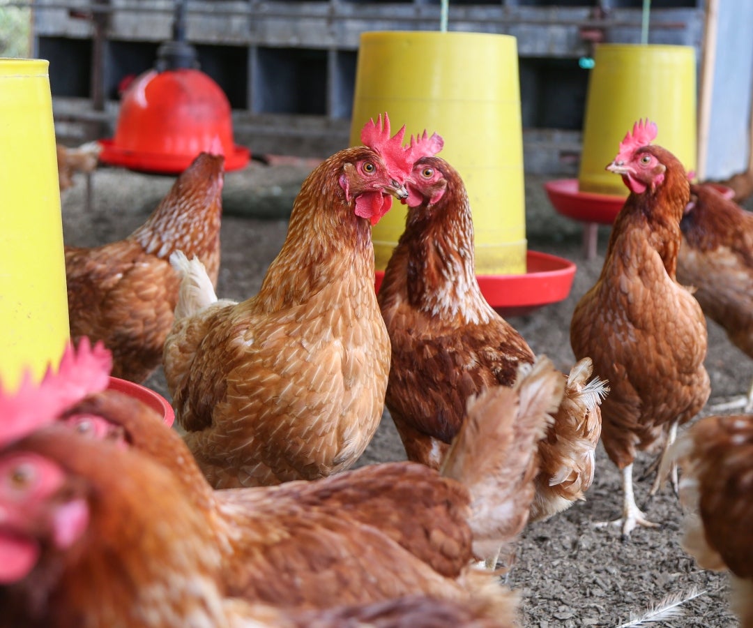 La granja del borrego