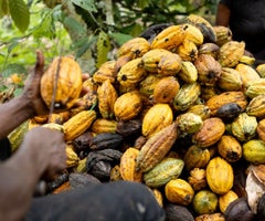 Cosechas de cacao en África