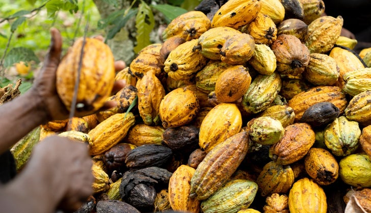 Cosechas de cacao