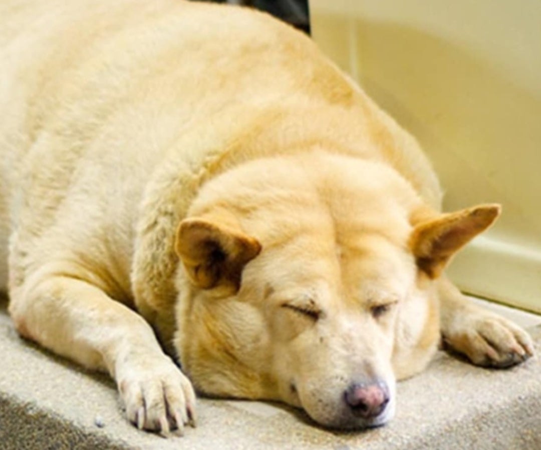 Perros obesos LR