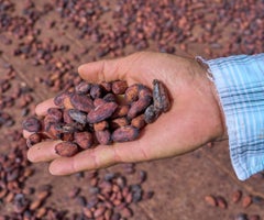 El año pasado, Seguros Bolívar protegió 3.979 hectáreas de cacao de 2.103 productores
