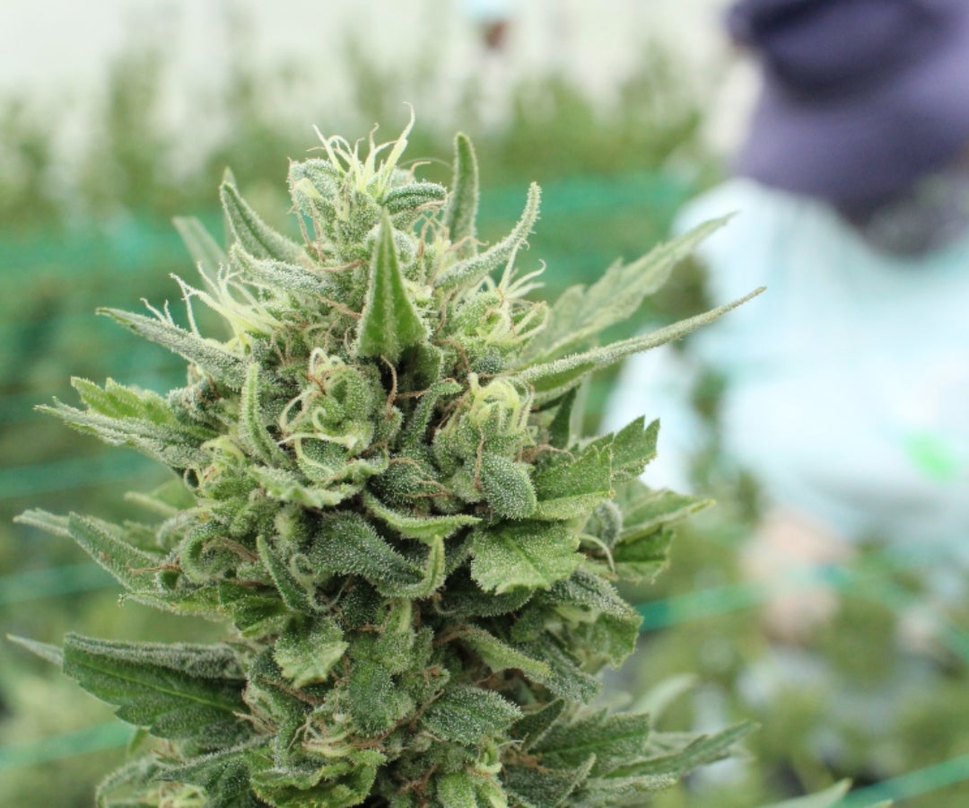 Planta en Invernadero LR