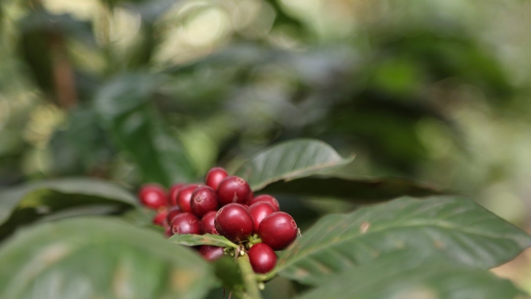 Frutos de café