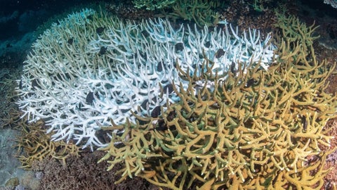Arrecife afectado por el blanqueamiento