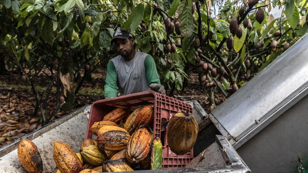 Cacaotero