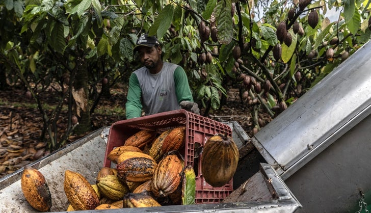 Cacaotero