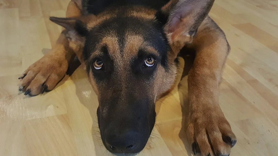 perro durante tormentas AN