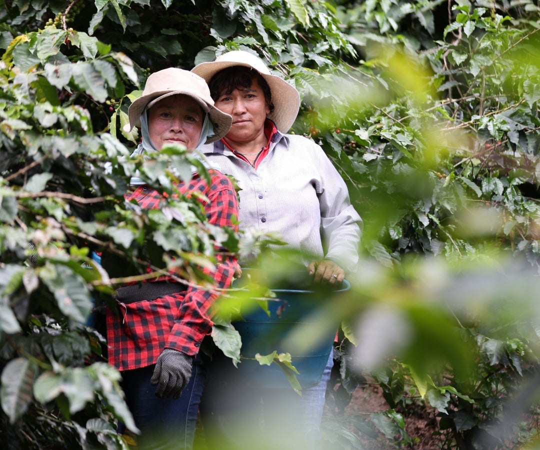 Caficultoras de San Bernardo