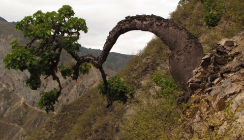 Casi 50% de las especies endémicas de arbustos en Colombia se están extinguiendo