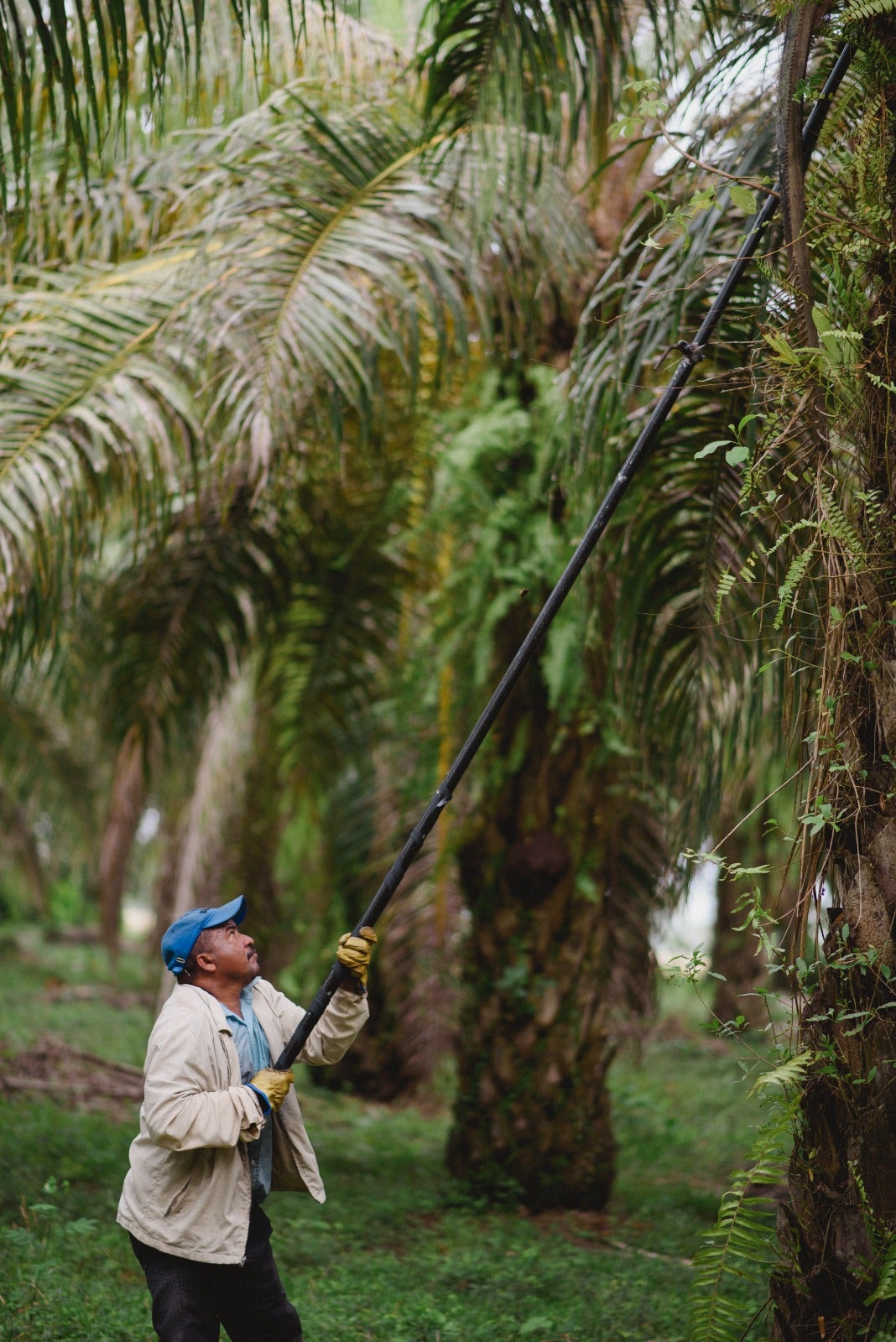 Grupo Oleoflores / Contenido patrocinado