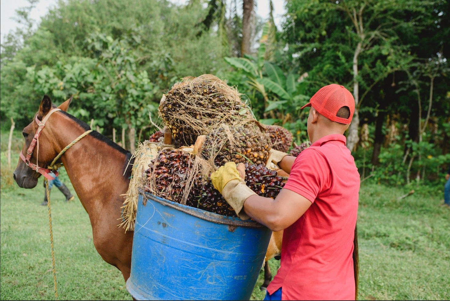 Grupo Oleoflores / Contenido patrocinado