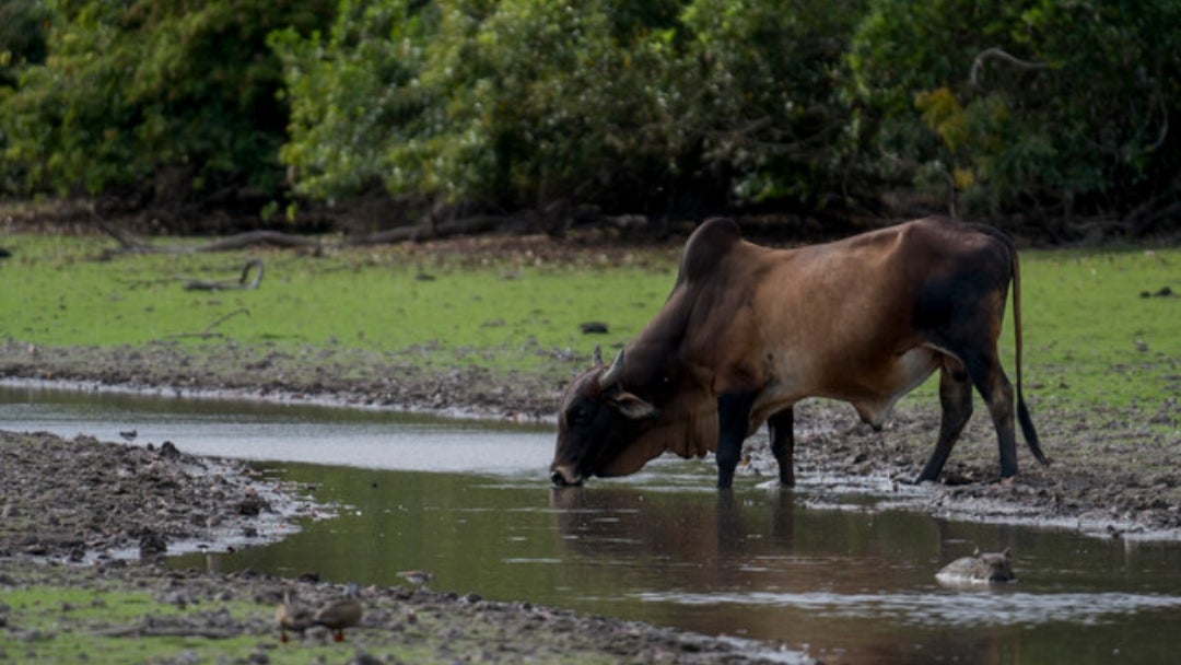 Agua en la ganadería AN