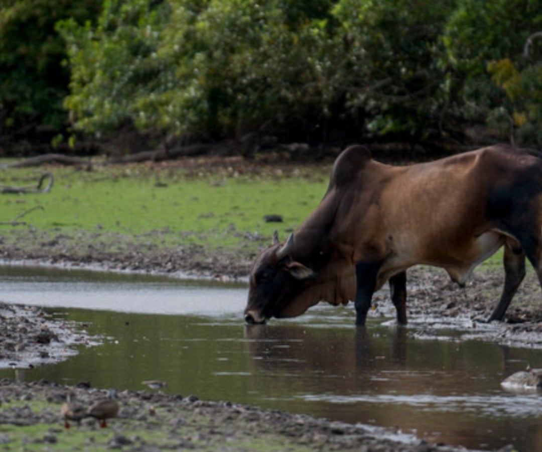 Agua en la ganadería LR