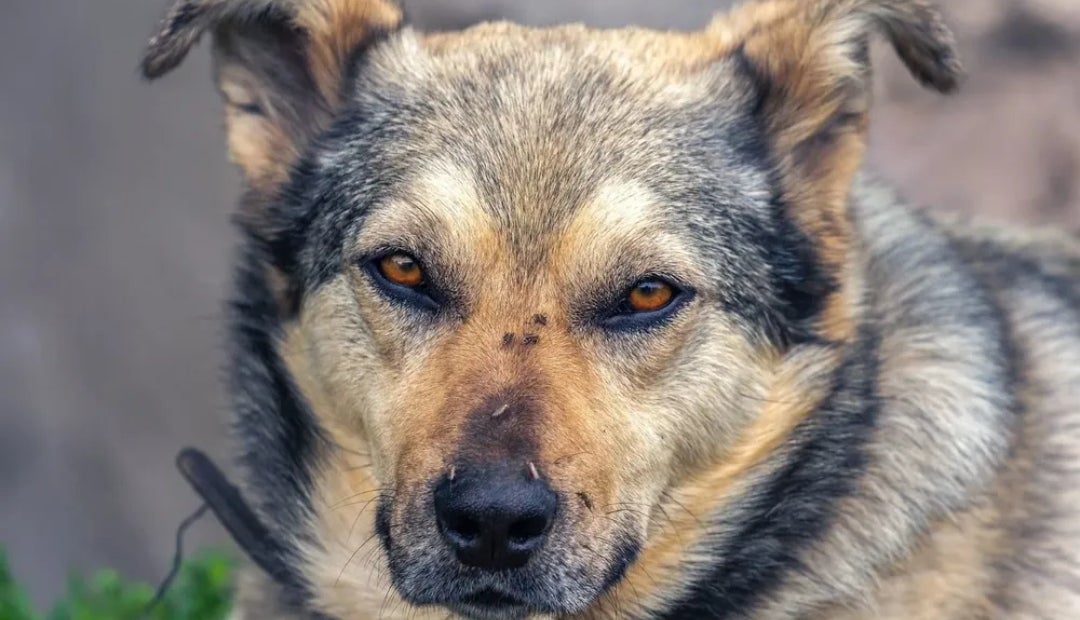 puedes usar aceite de menta alrededor de los perros