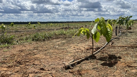 Plantación de Brasil