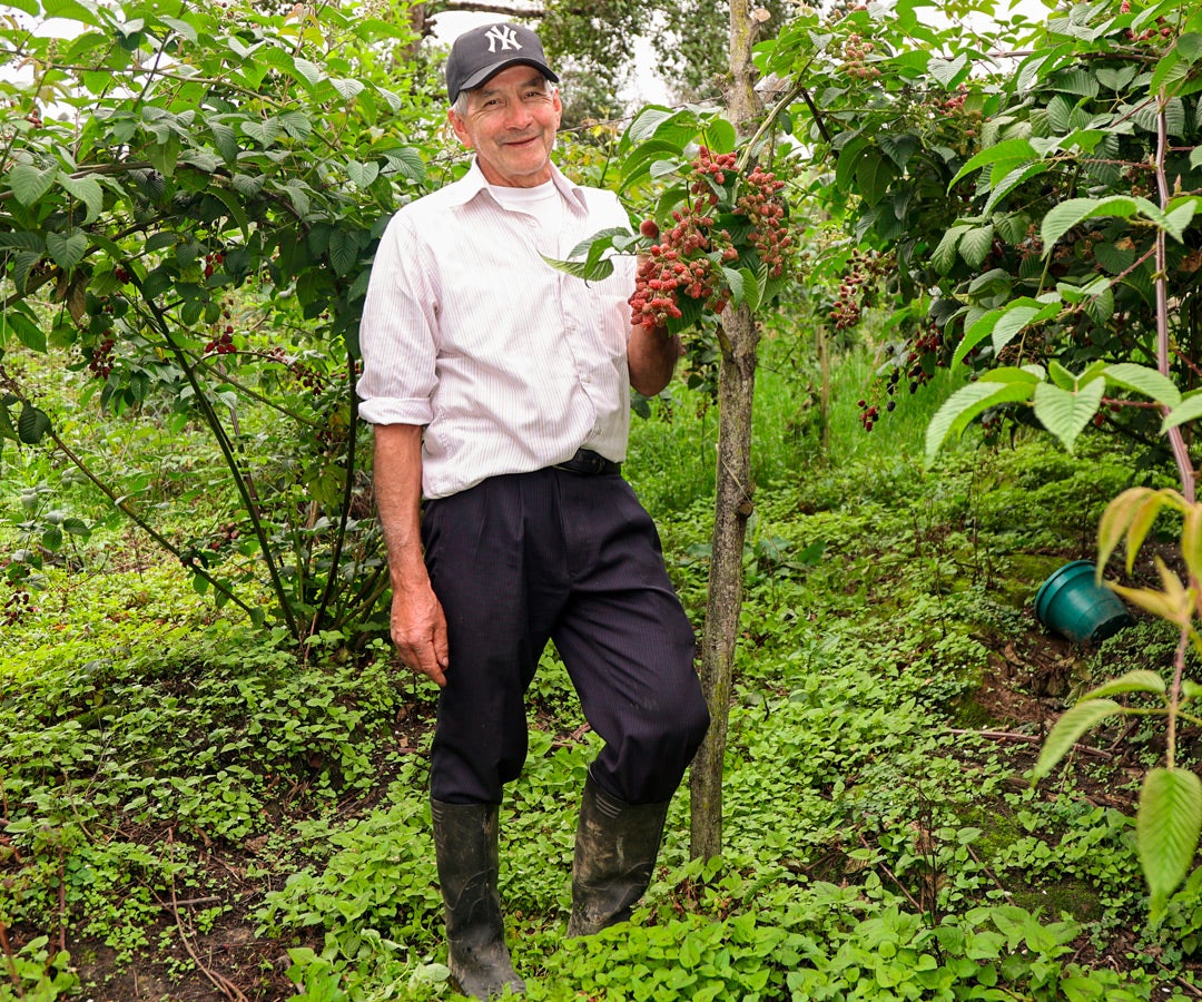 Alejandro Castillo, agricultor de mora