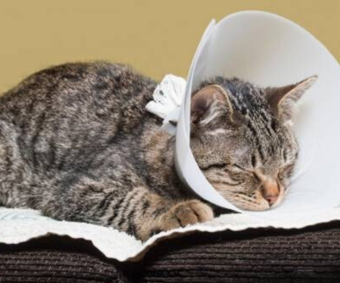 Esterilización de gatos y perros LR