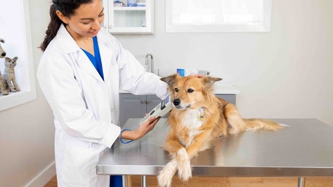 Vacunación canina - Cabu AN