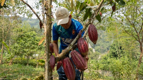 Cultivador de cacao