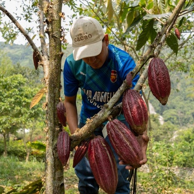 El cacao está en su momento “más dulce”: los envíos se podrían disparar