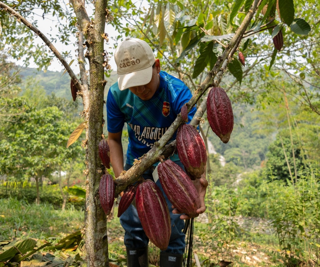 Cultivador de cacao