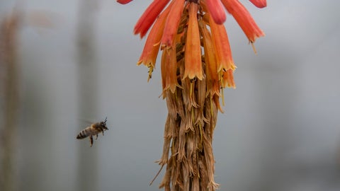 Propóleo de abejas