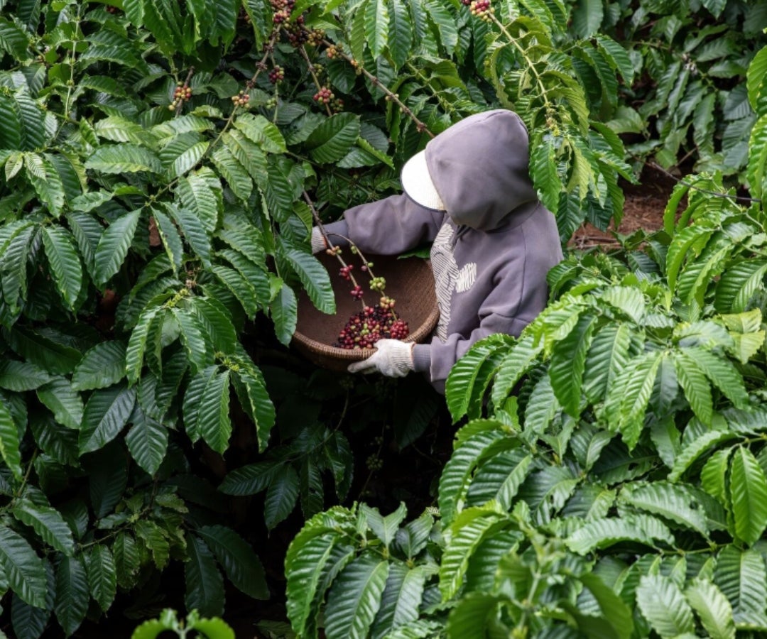 Recolección de café