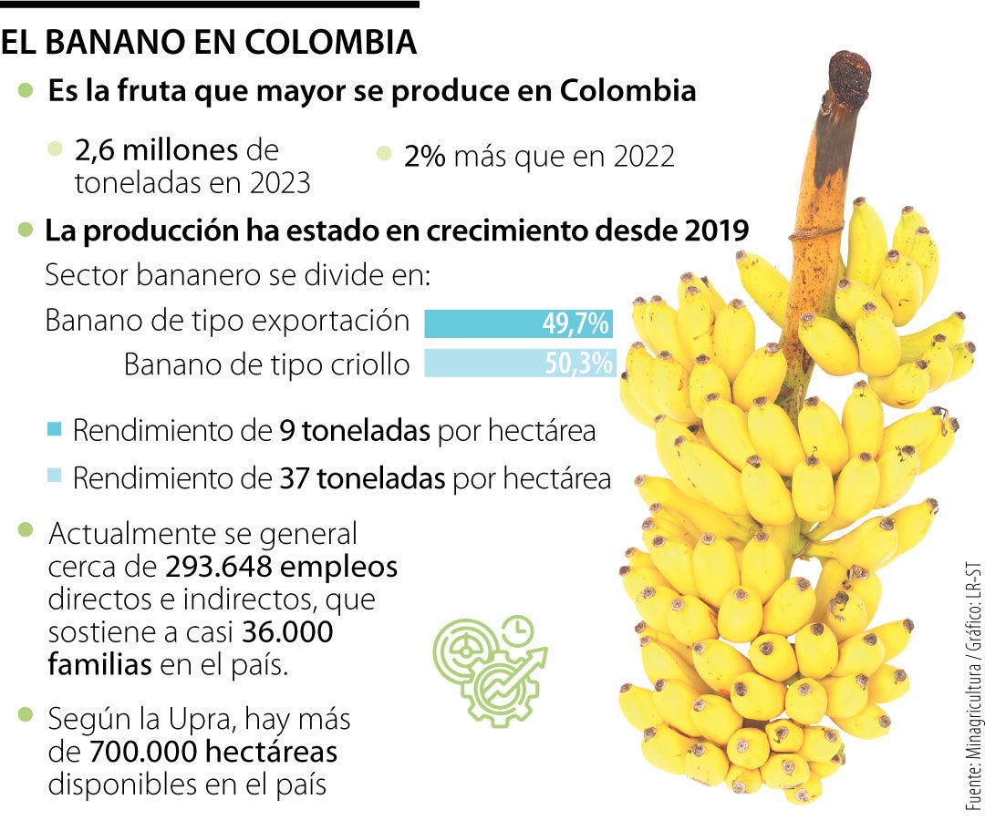 El banano en Colombia