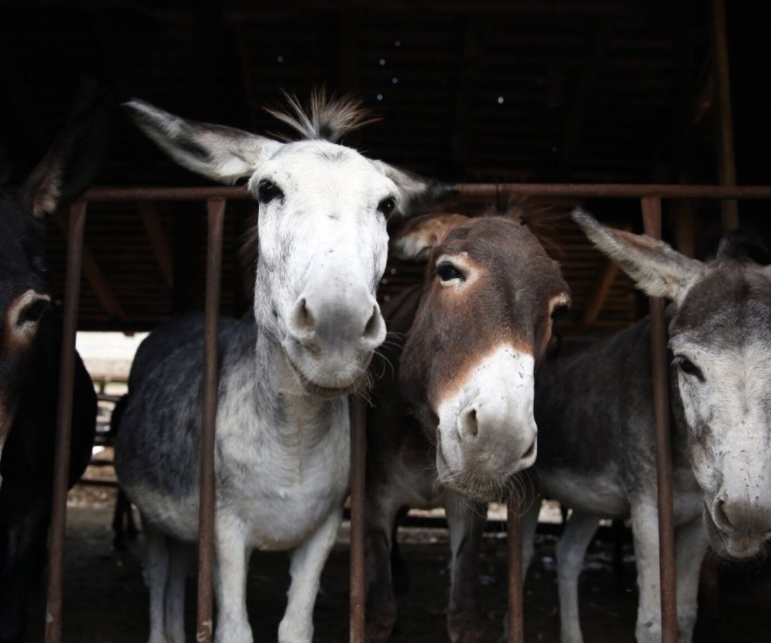 Burros LR