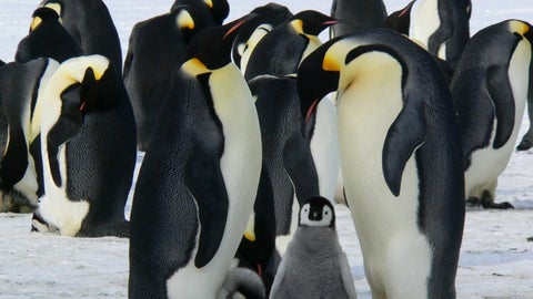 Población de pingüinos de Humboldt baja en la zona central de Chile por amenazas