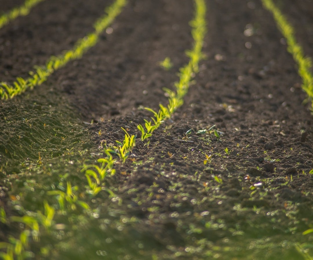 Las prácticas agroecológicas para recuperar fincas afectadas por el clima en La Guajira