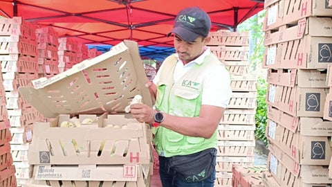 Cuatro millones de pollitos de engorde han sido exportados de Colombia hacia Venezuela