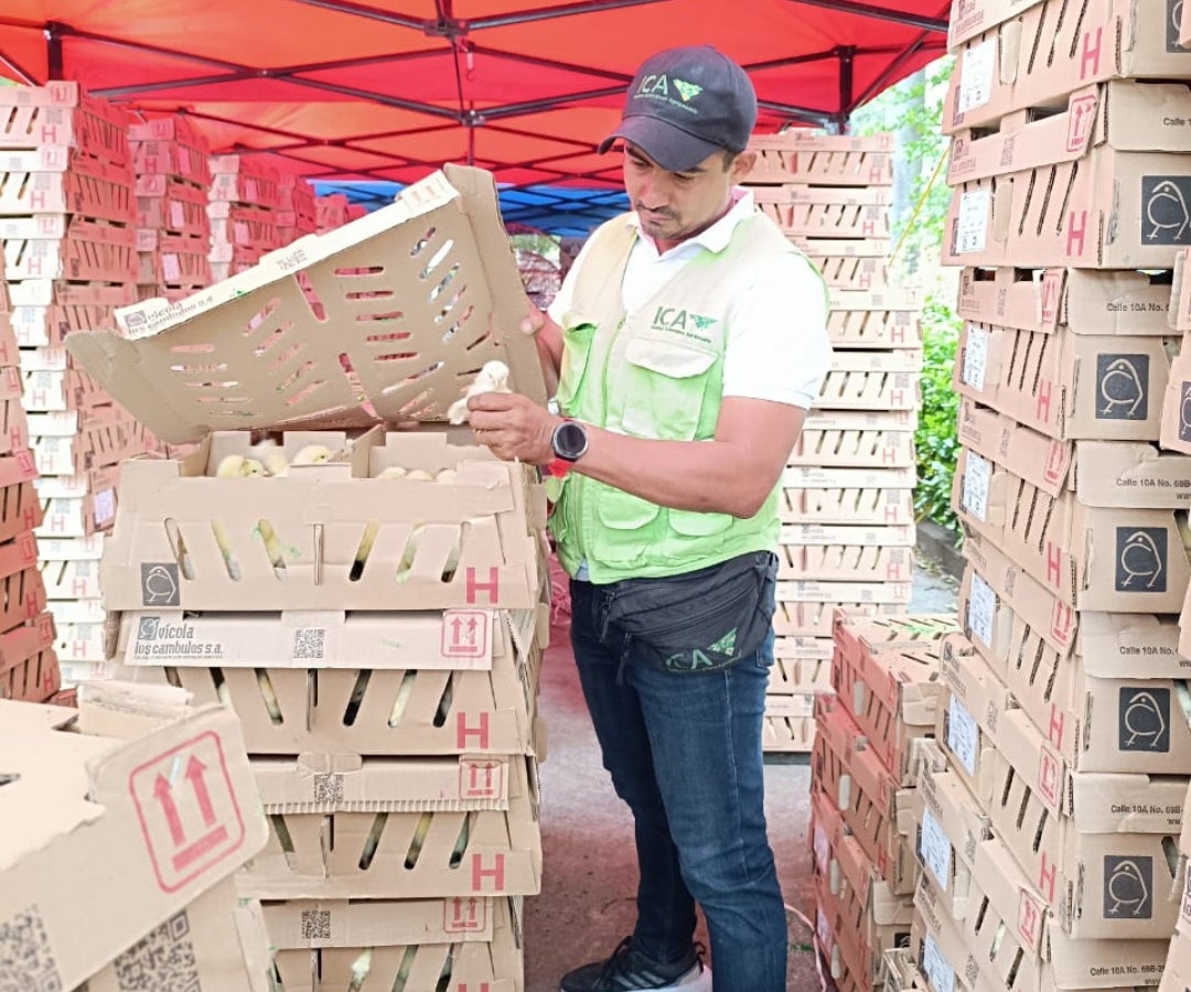 Cuatro millones de pollitos de engorde han sido exportados de Colombia hacia Venezuela