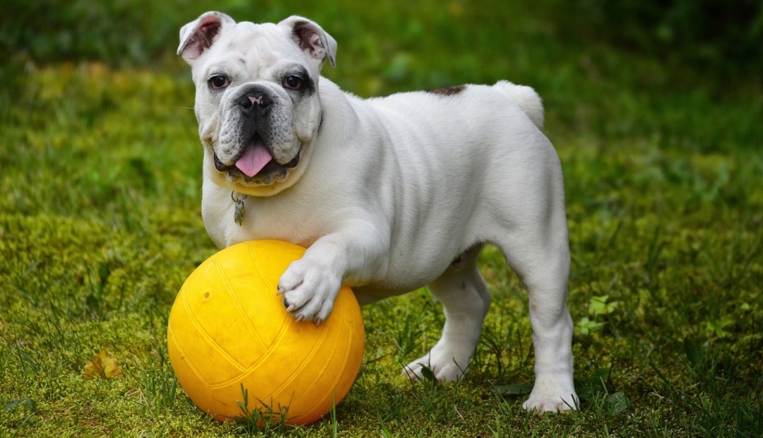 Alimentos, juguetes y medicamentos para su mascota dependen del precio del dólar Alimentos, juguetes y medicamentos para su mascota dependen del precio del dólar