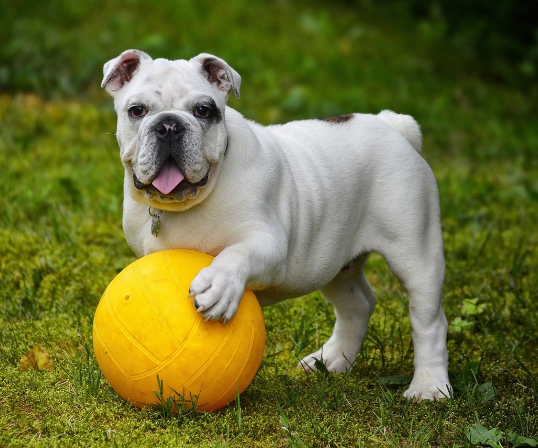 Alimentos, juguetes y medicamentos para su mascota dependen del precio del dólar