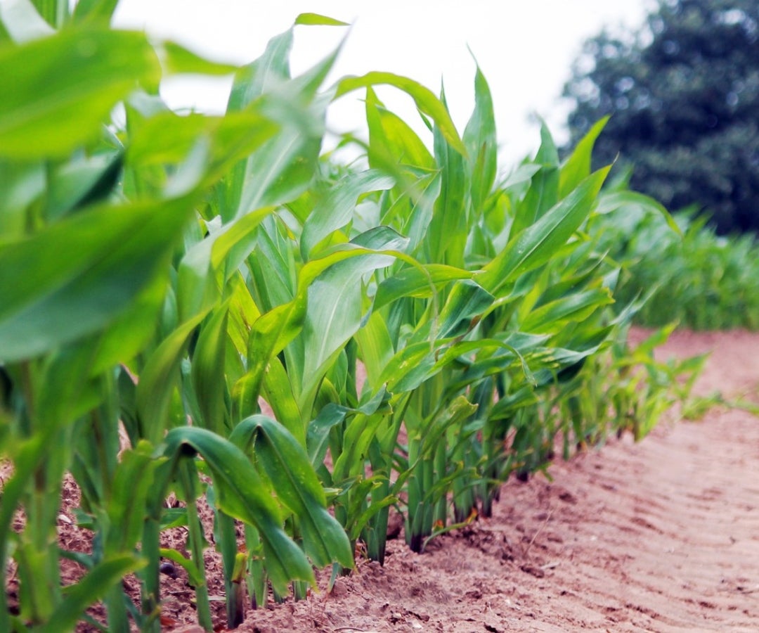 Sugerencias para que proteja los cultivos en épocas de intensas y frecuentes lluvias