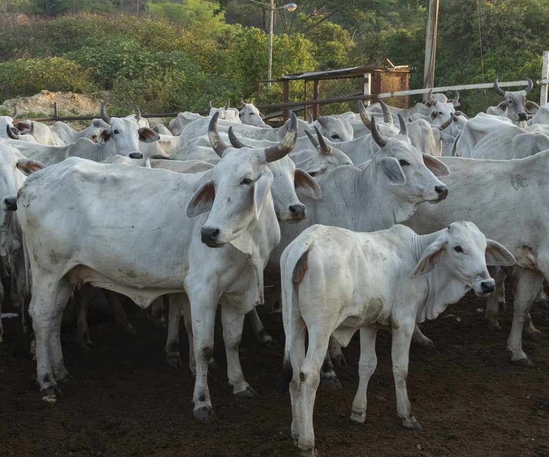 Así ha sido la edición 62 del Festival Nacional de la Ganadería con sede en Montería
