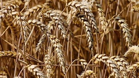 Francia prevé una cosecha de cebada de invierno mucho menor y baja estimación para la colza