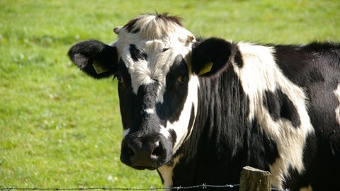 ¿Los mugidos de las vacas tienen algún significado?