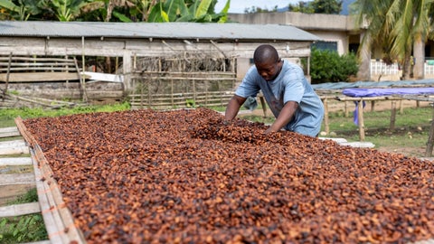 Ghana prevé que la cosecha de cacao se recuperará en la próxima temporada gracias al buen tiempo