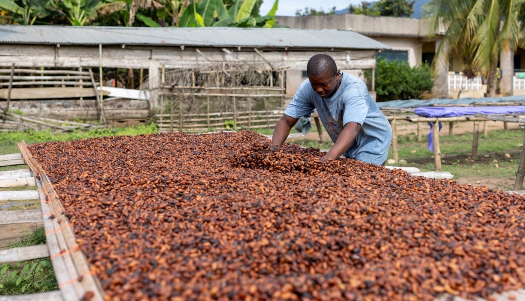 Suben los futuros de cacao por la demanda de la semilla, pese al alto